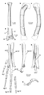 Figure 1: Neuquenraptor argentinus , MCF PVPH 77, holotype.