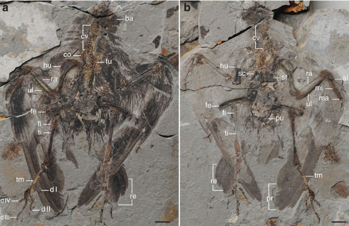Figure 1: Holotype of Archaeornithura meemannae gen. et sp. nov., STM7-145.