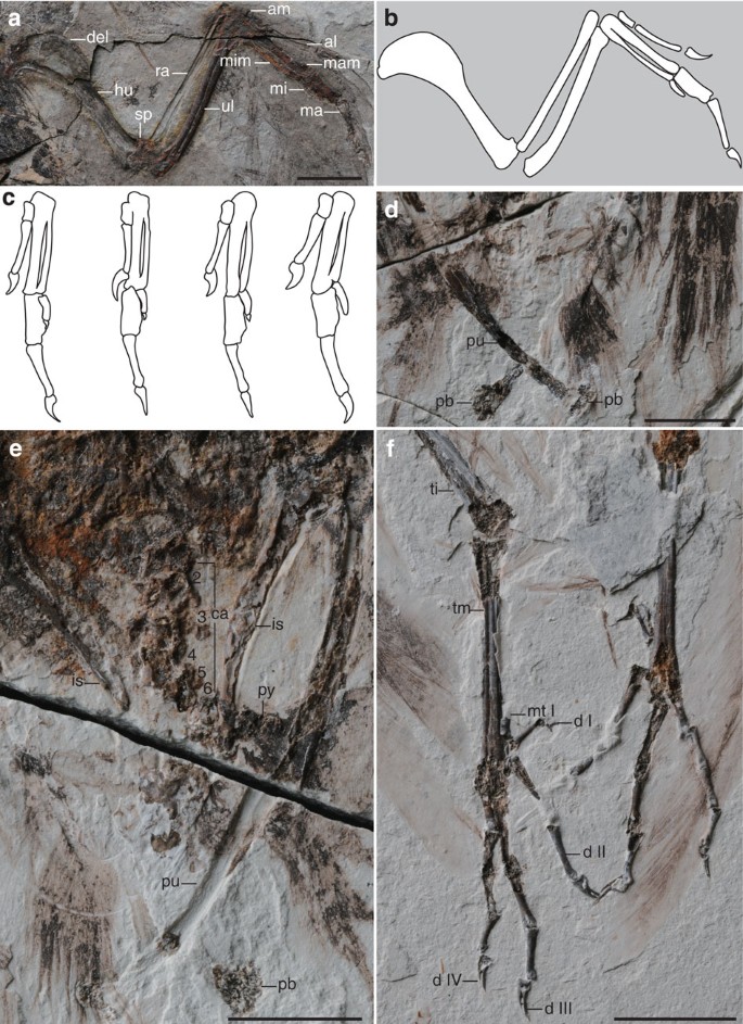 Figure 3: Detail anatomy of Archaeornithura meemannae gen. et sp. nov.