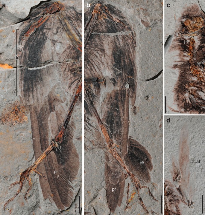 Figure 4: Plumage of Archaeornithura meemannae gen. et sp. nov.