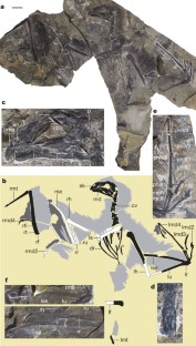 Figure 1: Yi qi holotype (STM 31‐2).