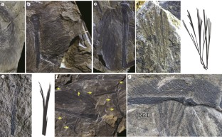 Figure 2: Soft tissues preserved in Yi qi holotype (STM 31‐2).