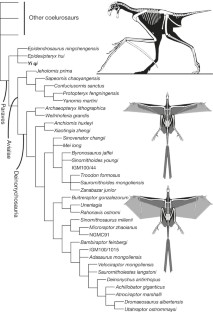 Figure 3: Simplified coelurosaurian phylogeny showing the recovered position of Yi .