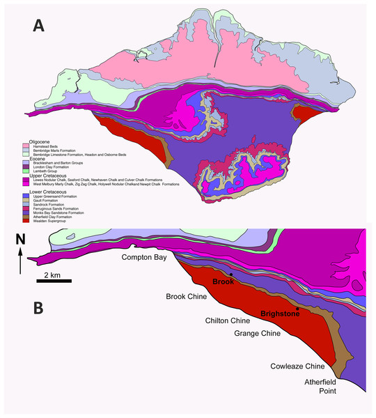 Figure 1: Map of the Isle of Wight to show the geographical and geological context of Eotyrannus lengi . (A) Geological map of the Isle of Wight, the Wealden Supergroup being most prominent in the island’s south-west but also present in the east. (B) Enlarged area showing key dinosaur-bearing sites on south-west coast. The Eotyrannus lengi holotype was discovered at Grange Chine. Download full-size image DOI: 10.7717/peerj.12727/fig-1