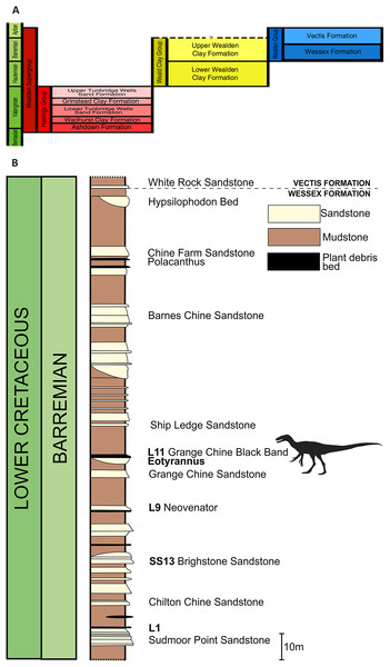 Figure 2: Stratigraphic position of the bed that yielded Eotyrannus lengi . (A) Schematic relationship of the Wessex Formation to other Wealden Supergroup strata; (B) column showing Wessex Formation exposure between Sudmoor Point and Cowleaze Chine, depicting beds from which E . lengi and some other Wessex Formation dinosaurs were recovered. Modified from Sweetman (2004) . (B) Produced with kind cooperation of Chris Barker. Download full-size image DOI: 10.7717/peerj.12727/fig-2