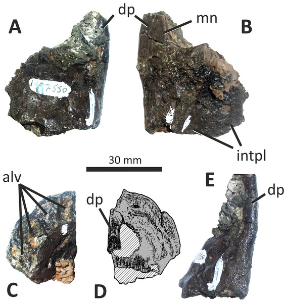 Figure 3: Incomplete right premaxilla of Eotyrannus lengi IWCMS: 1997.550. (A) Lateral view; (B) medial view; (C) ventral view; (D) dorsal view; (E) anterior view; alv alveoli, dp dorsal process, intpl interdental plates, mn margin of external naris. Download full-size image DOI: 10.7717/peerj.12727/fig-3
