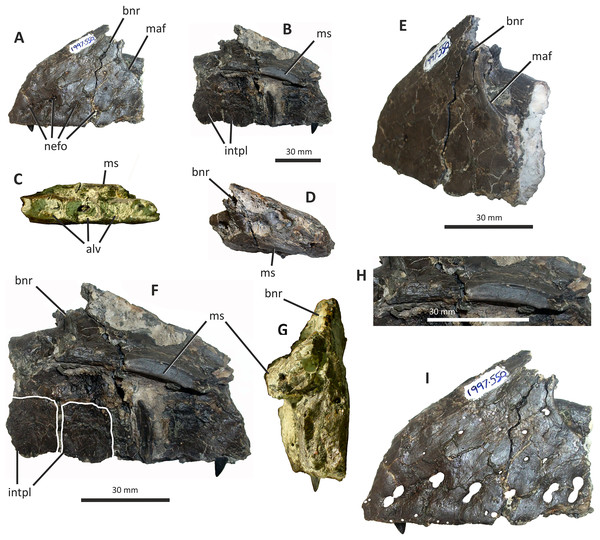 Figure 4: Incomplete preantorbital ramus of left maxilla of Eotyrannus lengi IWCMS: 1997.550. (A) Lateral view; (B) medial view; (C) ventral view showing alveoli and ventral surface of maxillary shelf; (D) oblique dorsomedial view to show the five (presumably pneumatic) crater-like concavities; (E) oblique posterolateral view to show anatomy of antorbital fossa margin; (F) medial view to emphasise form of the only distinct interdental plates; (G) anterior view; (H) detail of medial surface to sh