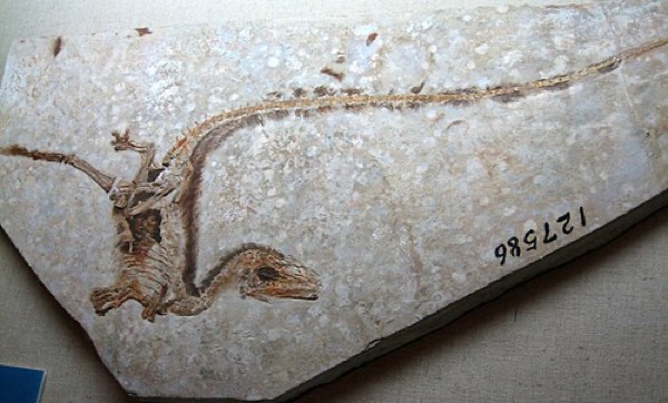 Fossil de Sinosauropteryx com proto-penas