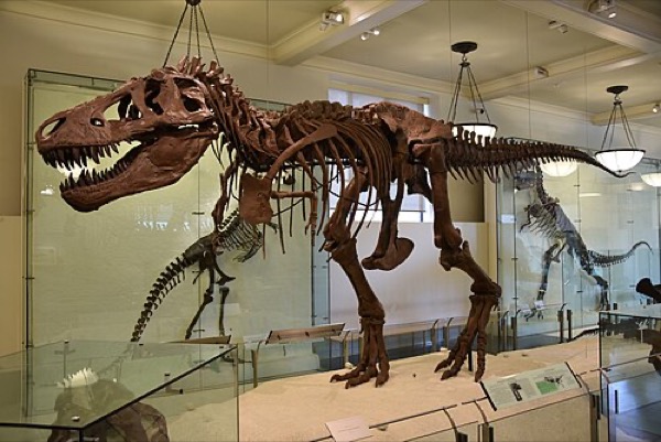 Esqueleto de T. rex AMNH 5027